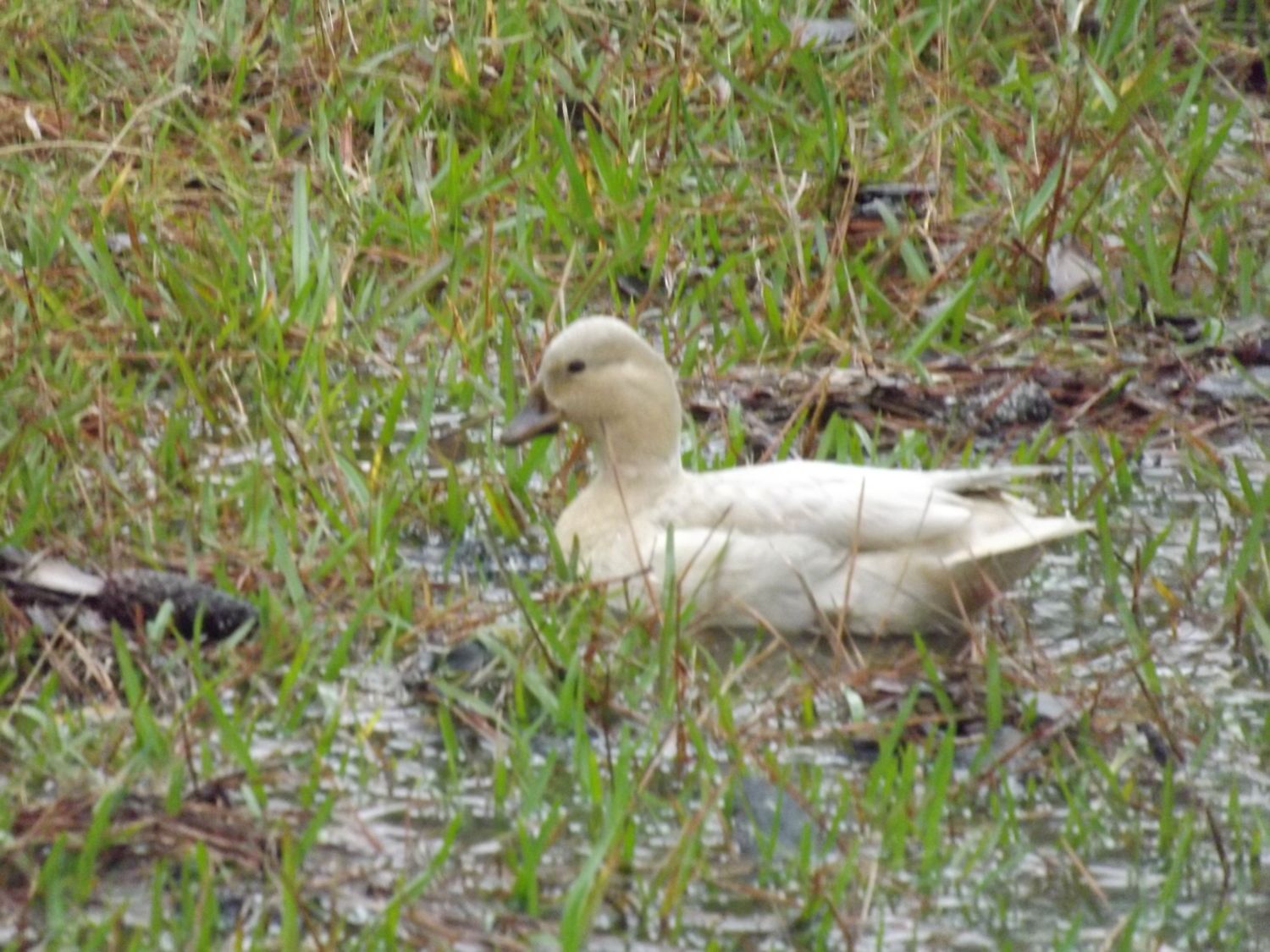 Blue Call Ducks