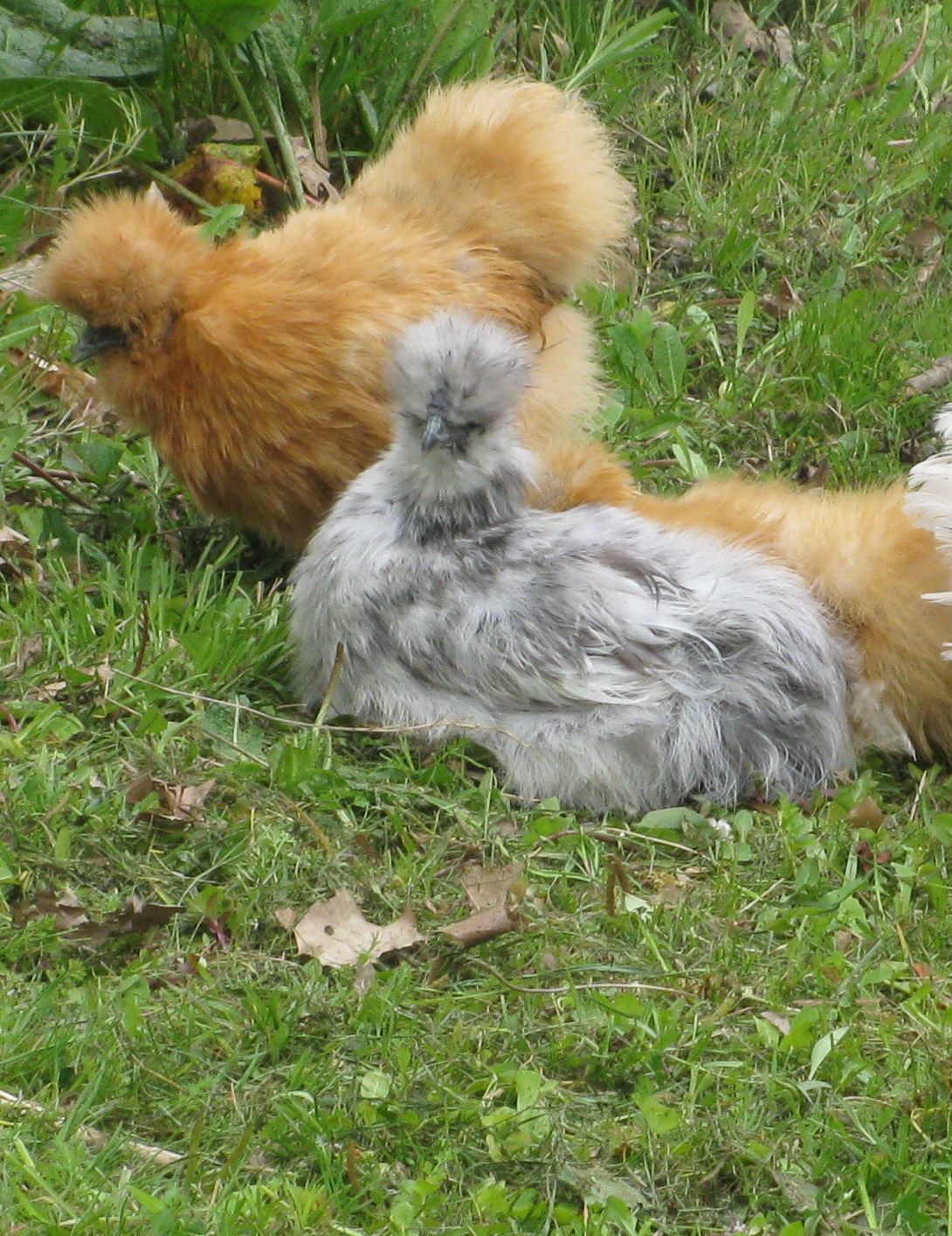 silkie bantams