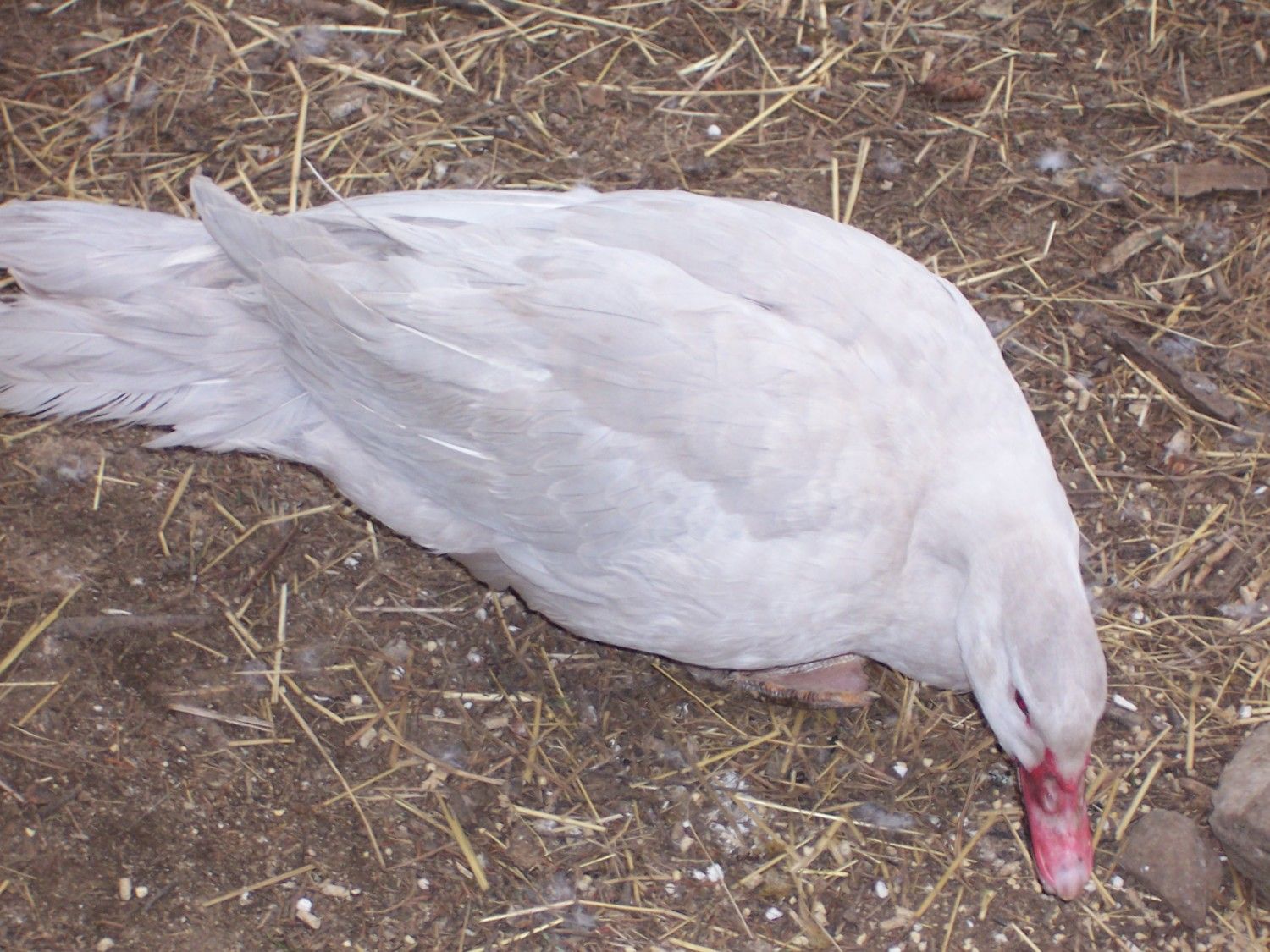 100_5298.JPG
