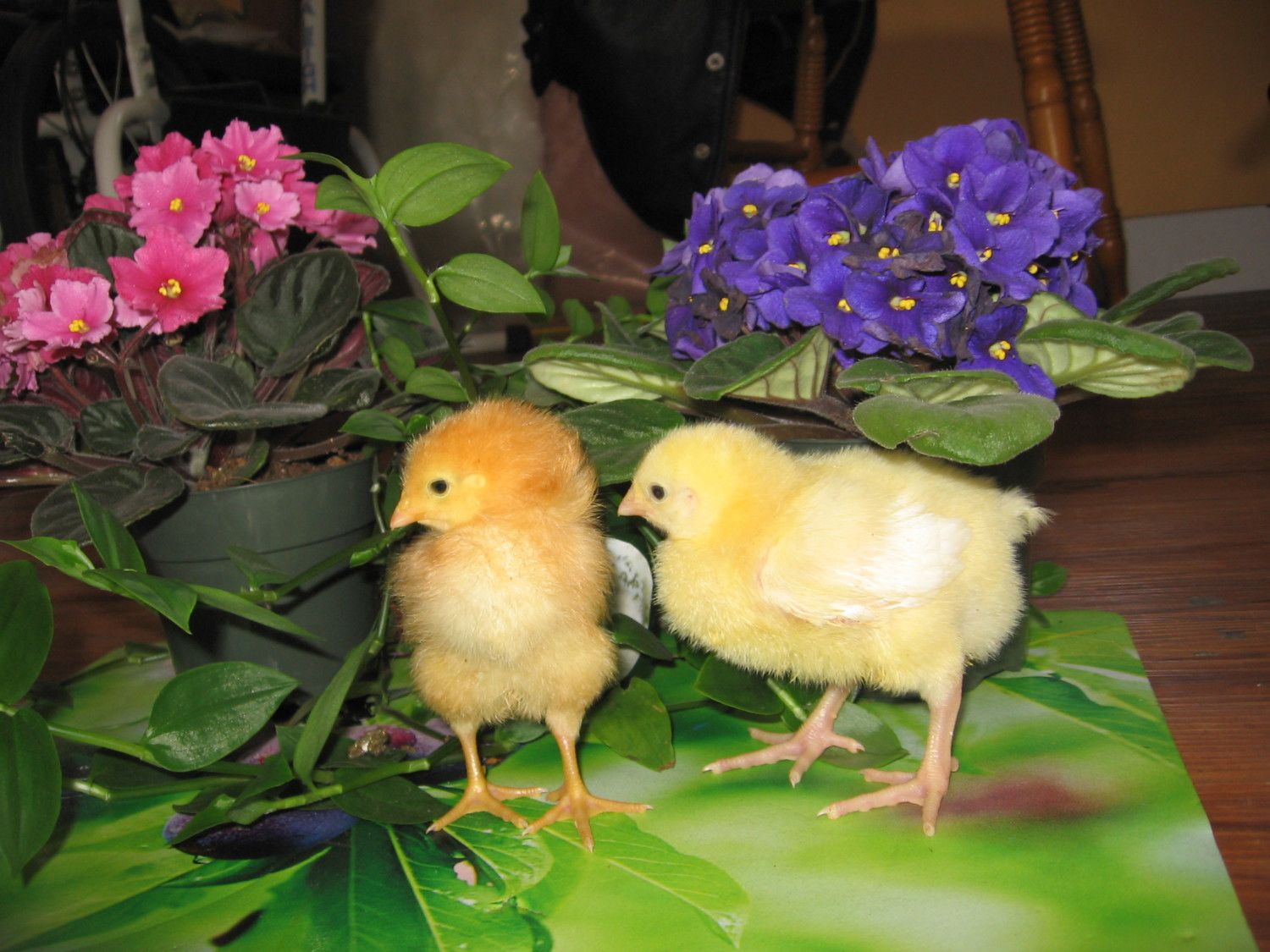 baby chick pics 2 003.JPG