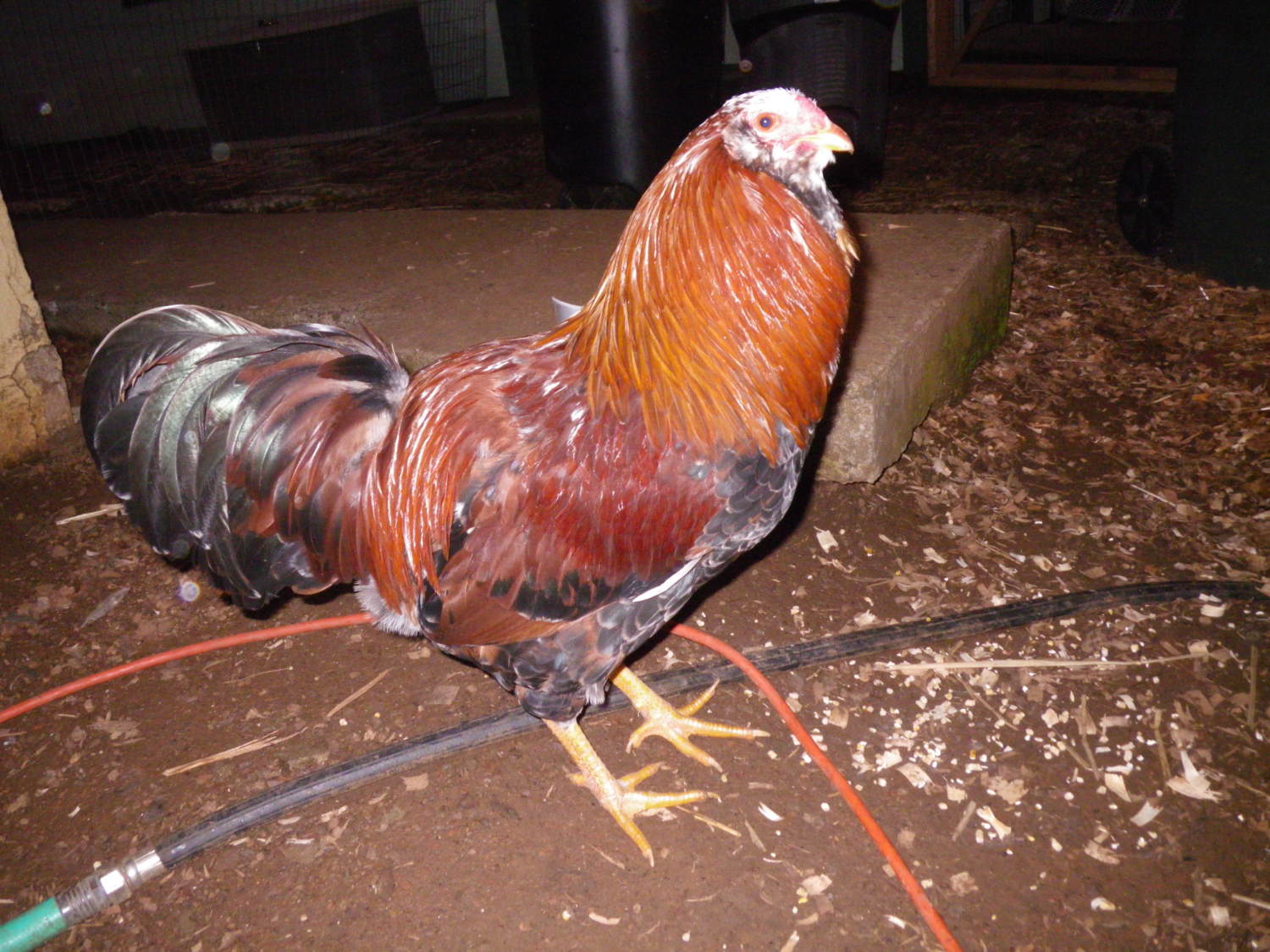 Russian Orloff Chicken Breeds