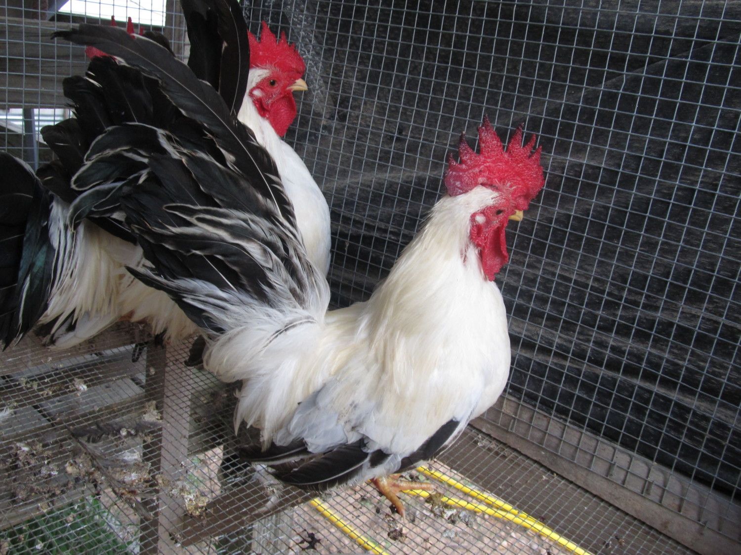 Roosters for sale 005.JPG