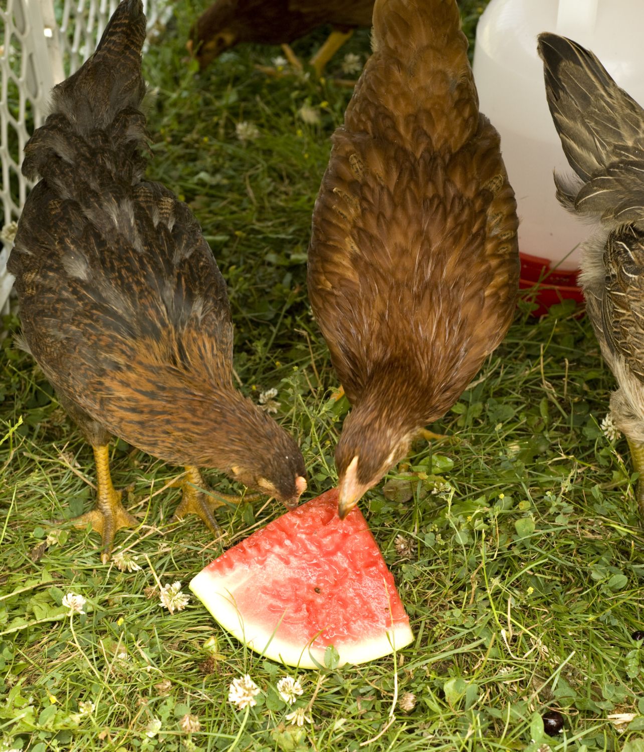 hybrid chickens