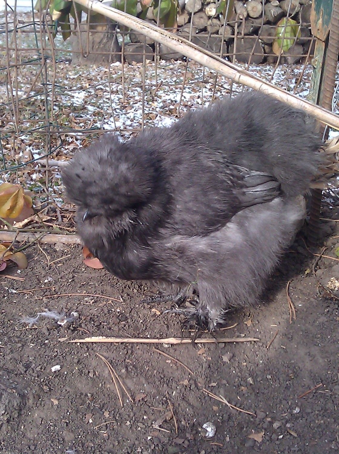 Blue Splash Silkie