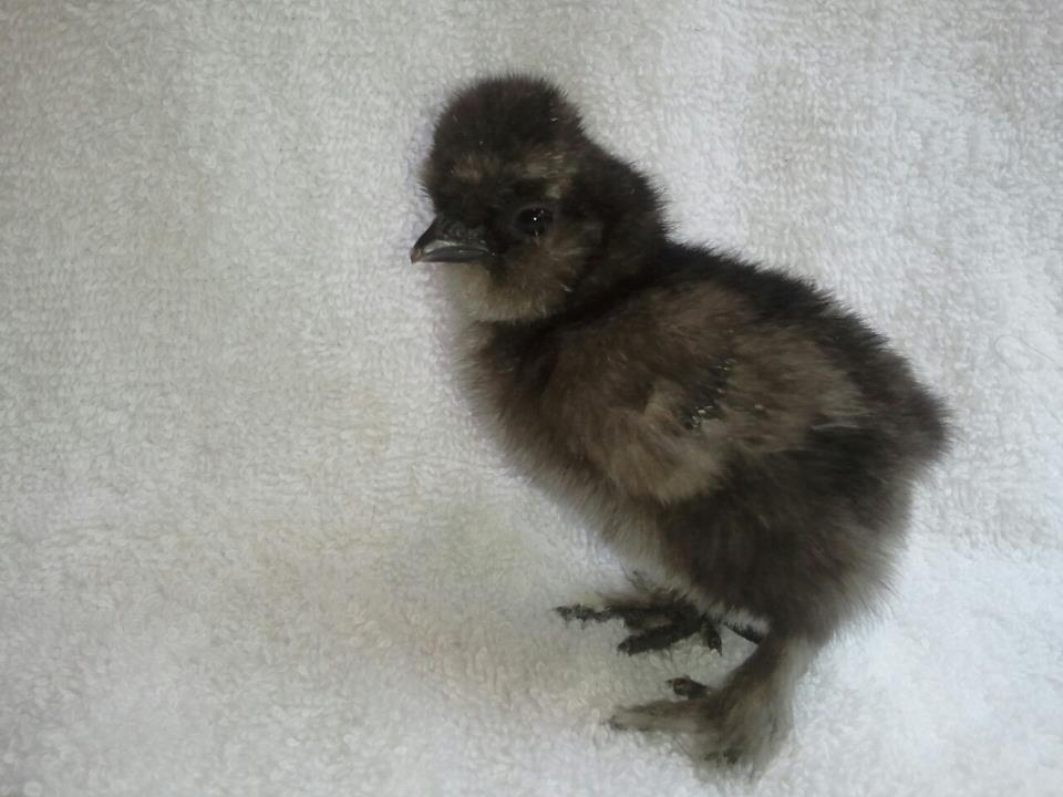 Vaulted skull black Silkie.jpg