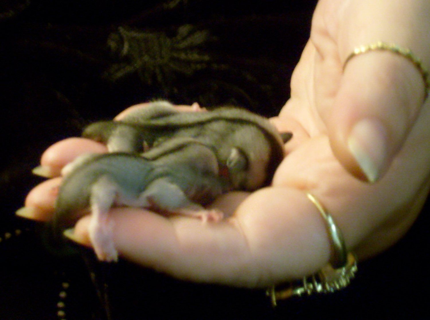 gliders 007.JPG