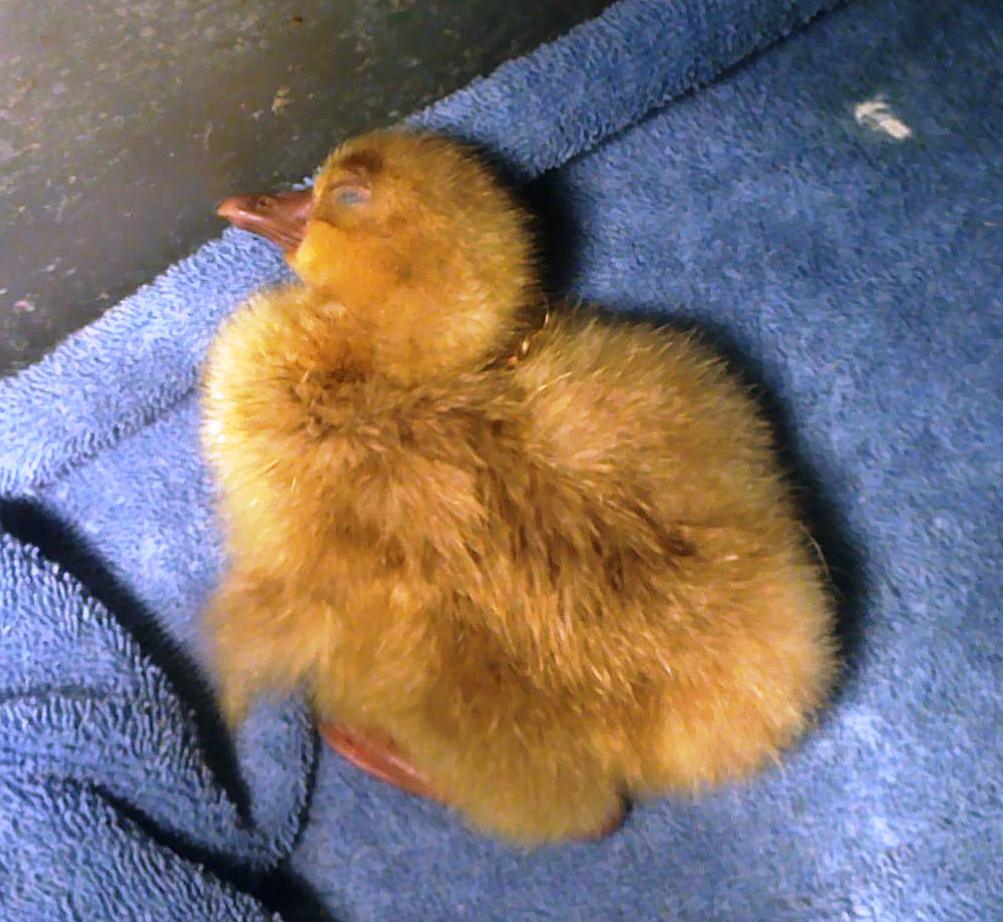 flax 10 hours old.jpg