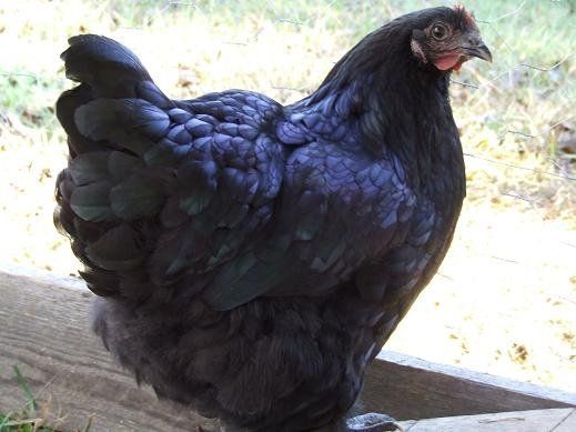 Black Australorp Hen
