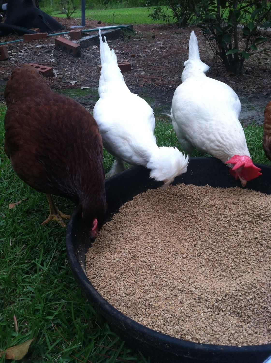 Feeding my chickens.