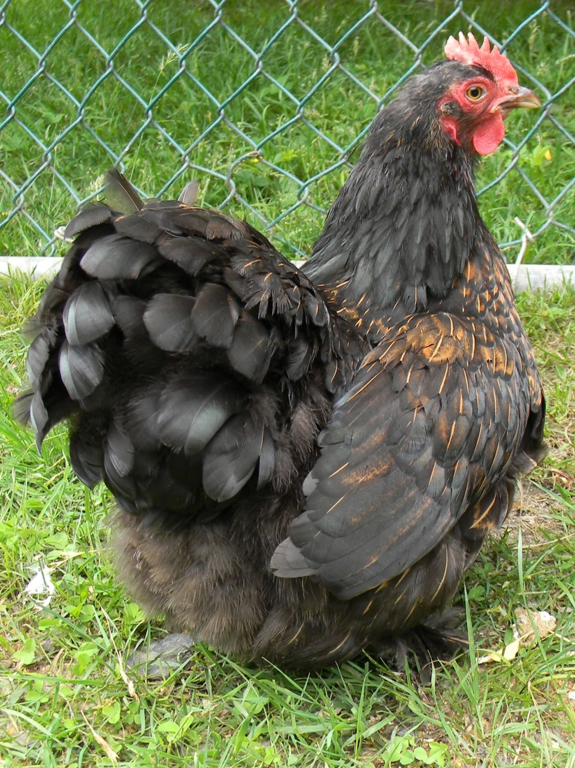 Gold Polish Chickens