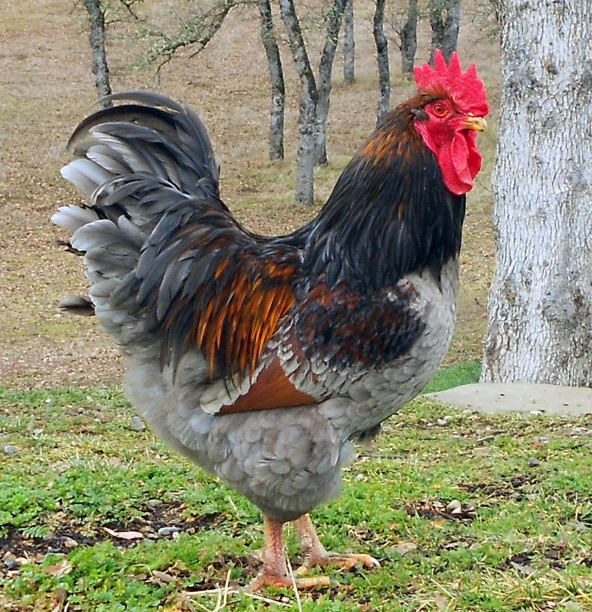 double laced barnevelder