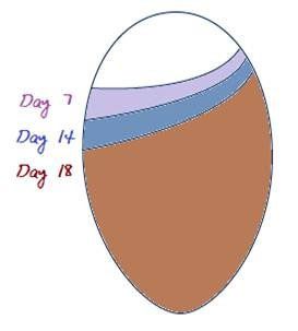 air cell chart