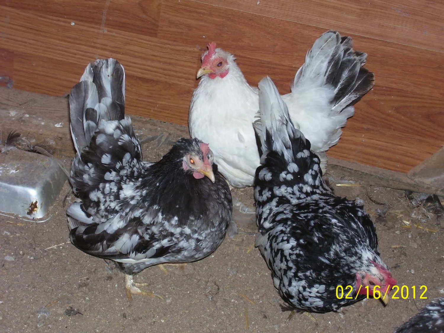 Mottled Japanese Bantam