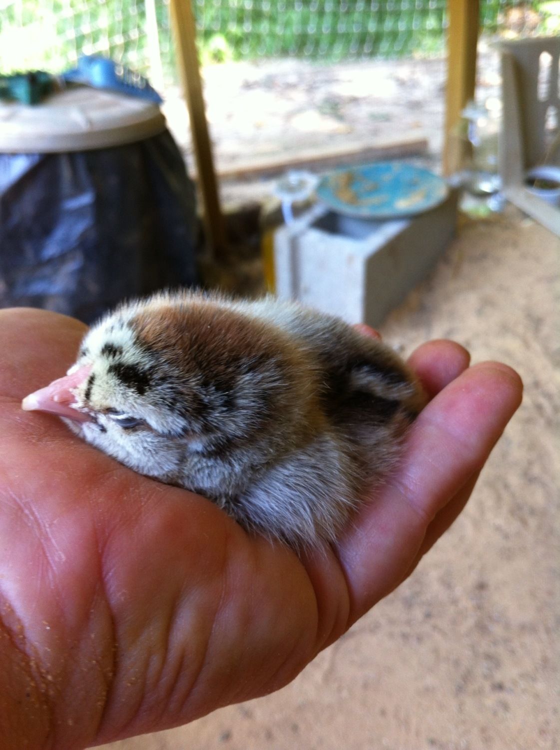 Chipmunk Eyebrow