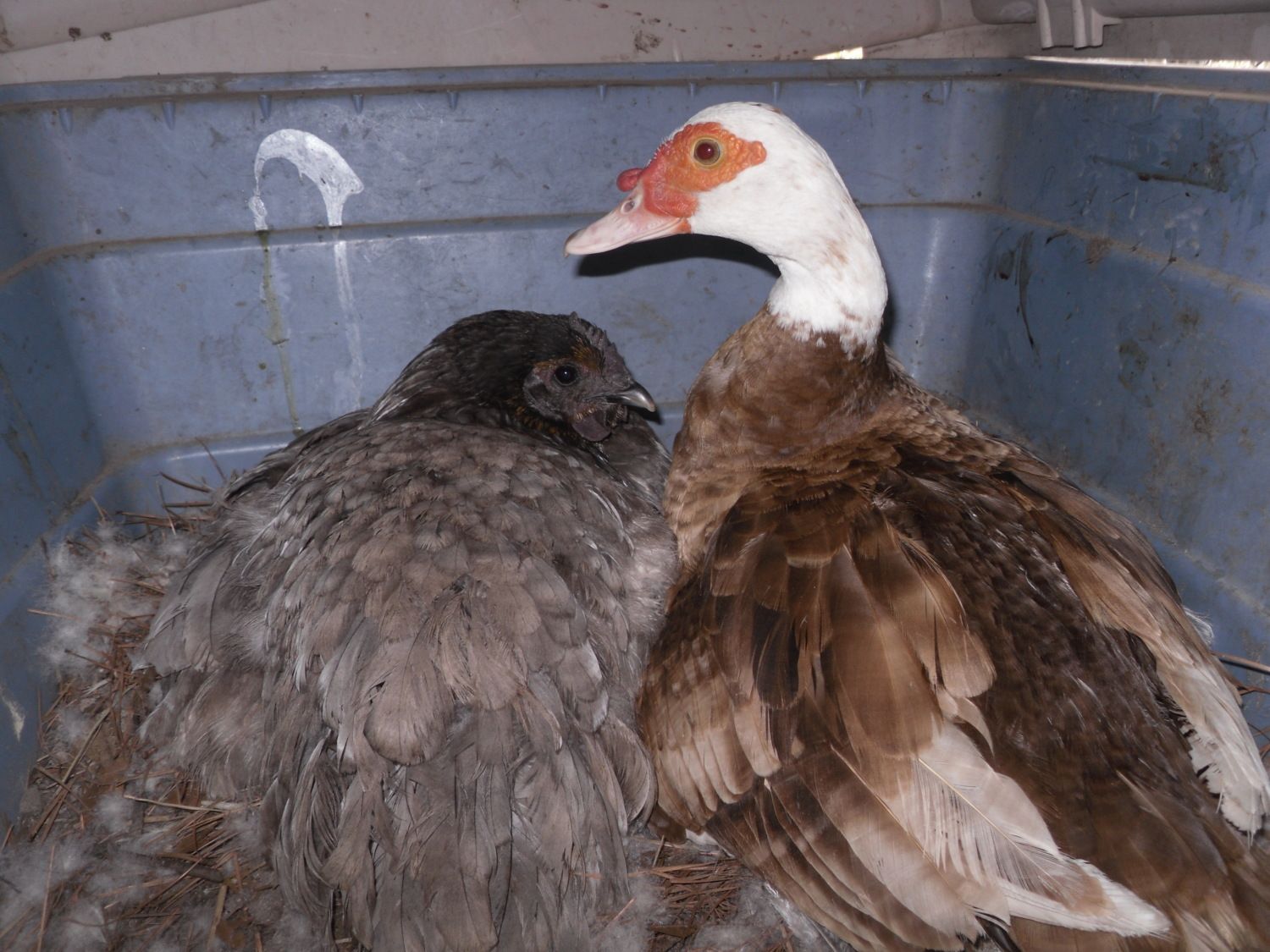 marchchickens 003.JPG