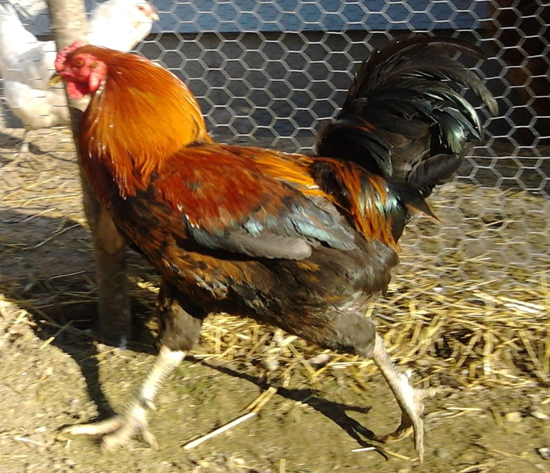 Bantam Rooster Breeds