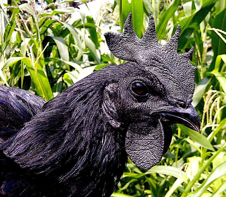 Ayam Cemani Chicken