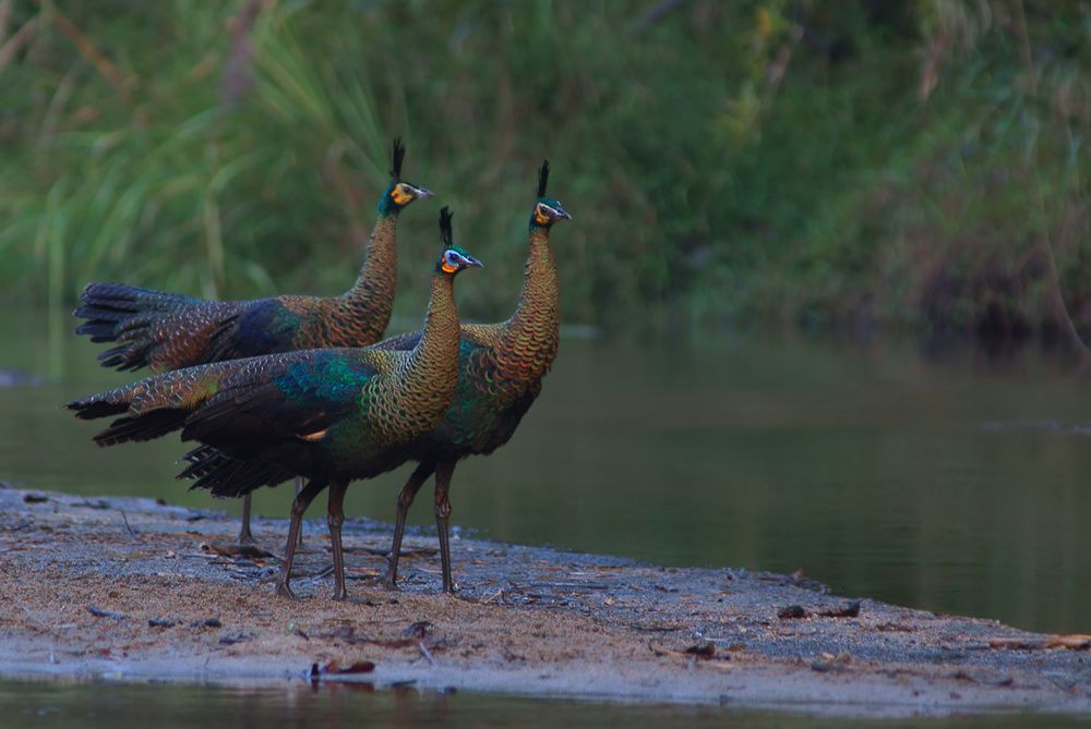 green-peafowl-031.jpg