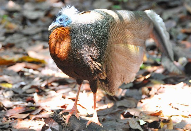 Bornean Great Argus .jpg