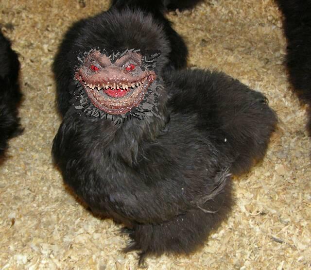 Chicks The Birds And The Bees I Want You To Be My Boy Hucklebuck Looking For The Right Guy Chicks The Birds And The Bees I Want You To Be My Boy Hucklebuck Looking For The Right Guy
