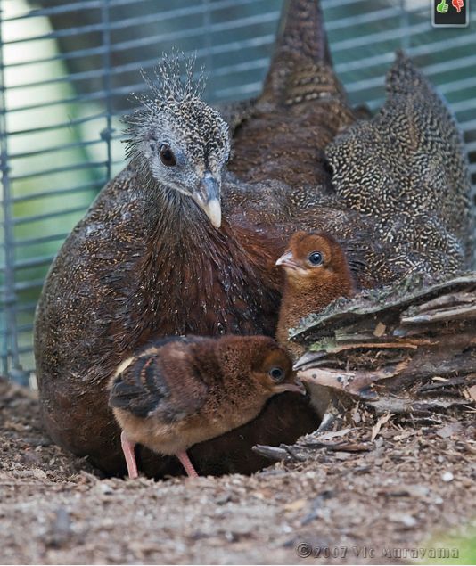 Great Argus hen with chicks .jpg