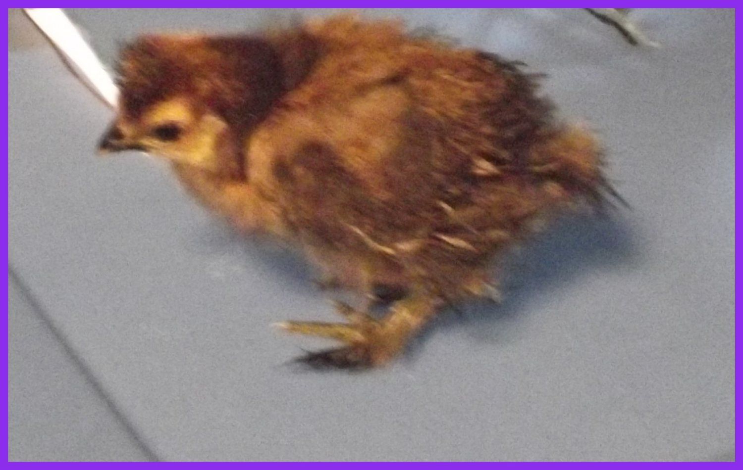 silkie - chocolate 2.JPG