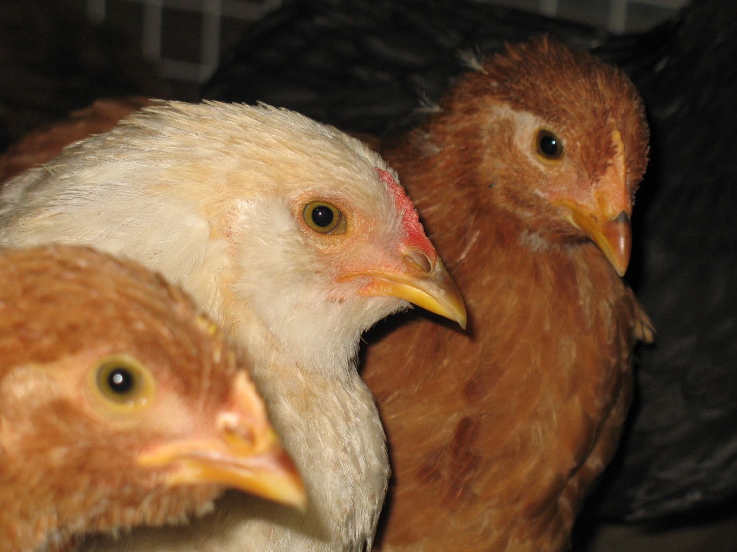 8 wk EE cockerel
