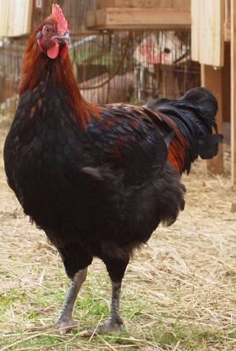 P4070686 (336x500).jpg
