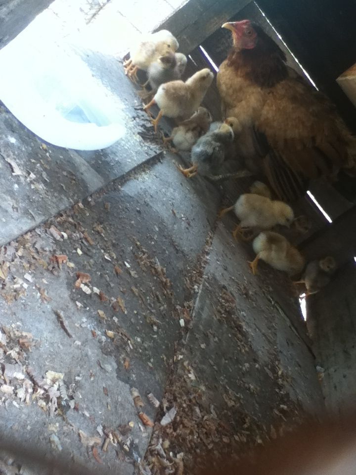 hen and her new 13 chicks, 2 eggs didn't hatch