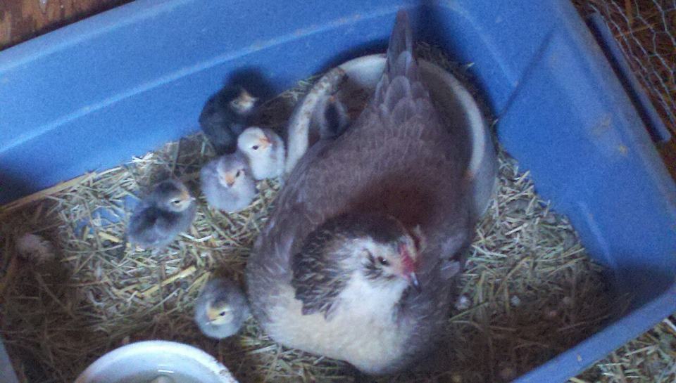 Emily and 1st Brood.jpg