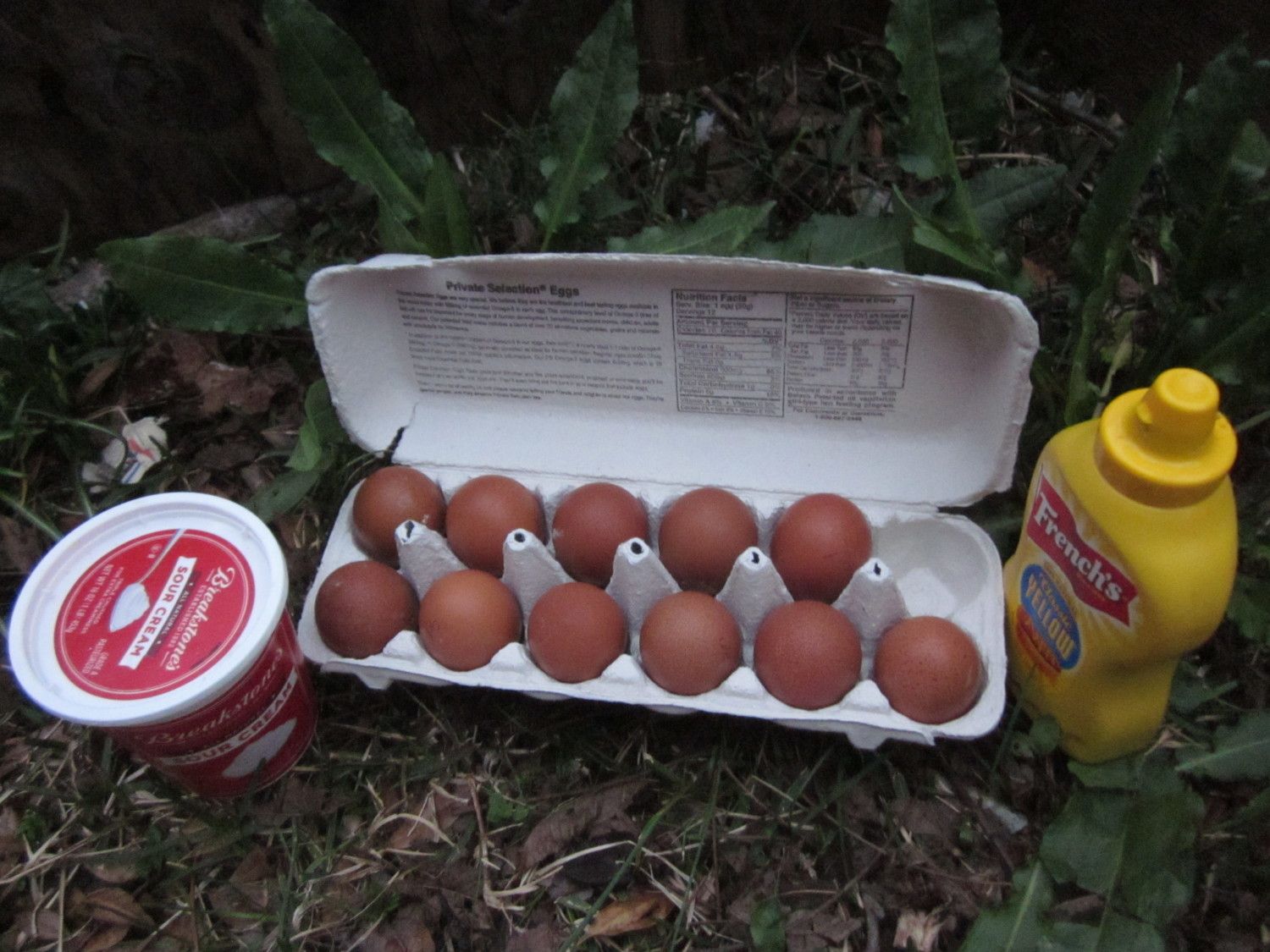 bargain's photos in 10+ Welsummers - beautiful egg coloration and wonderful Whitmore farm lines for wk of 3/25 & forward