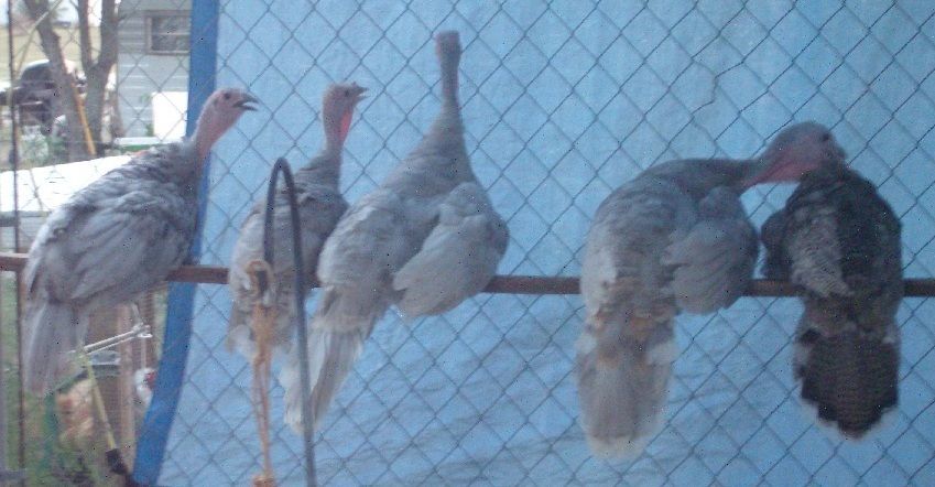Turkeys on roost 6-29-2012.JPG