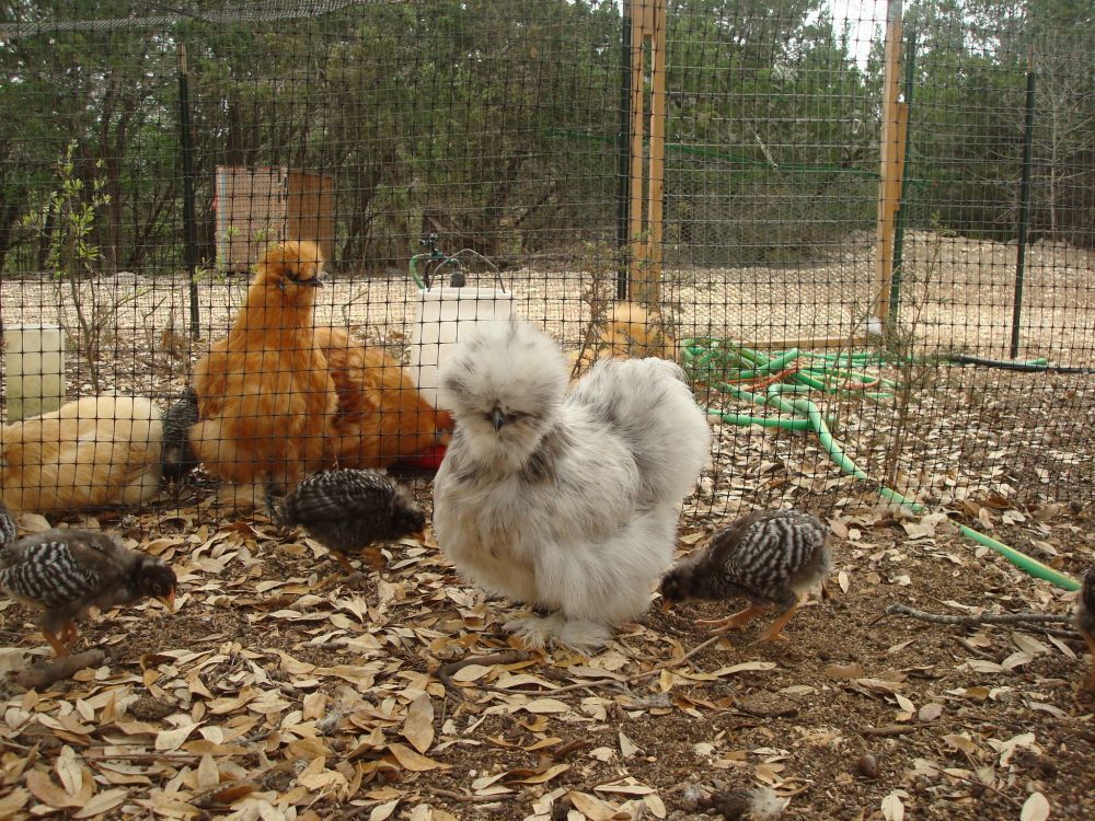 silkies13.jpg