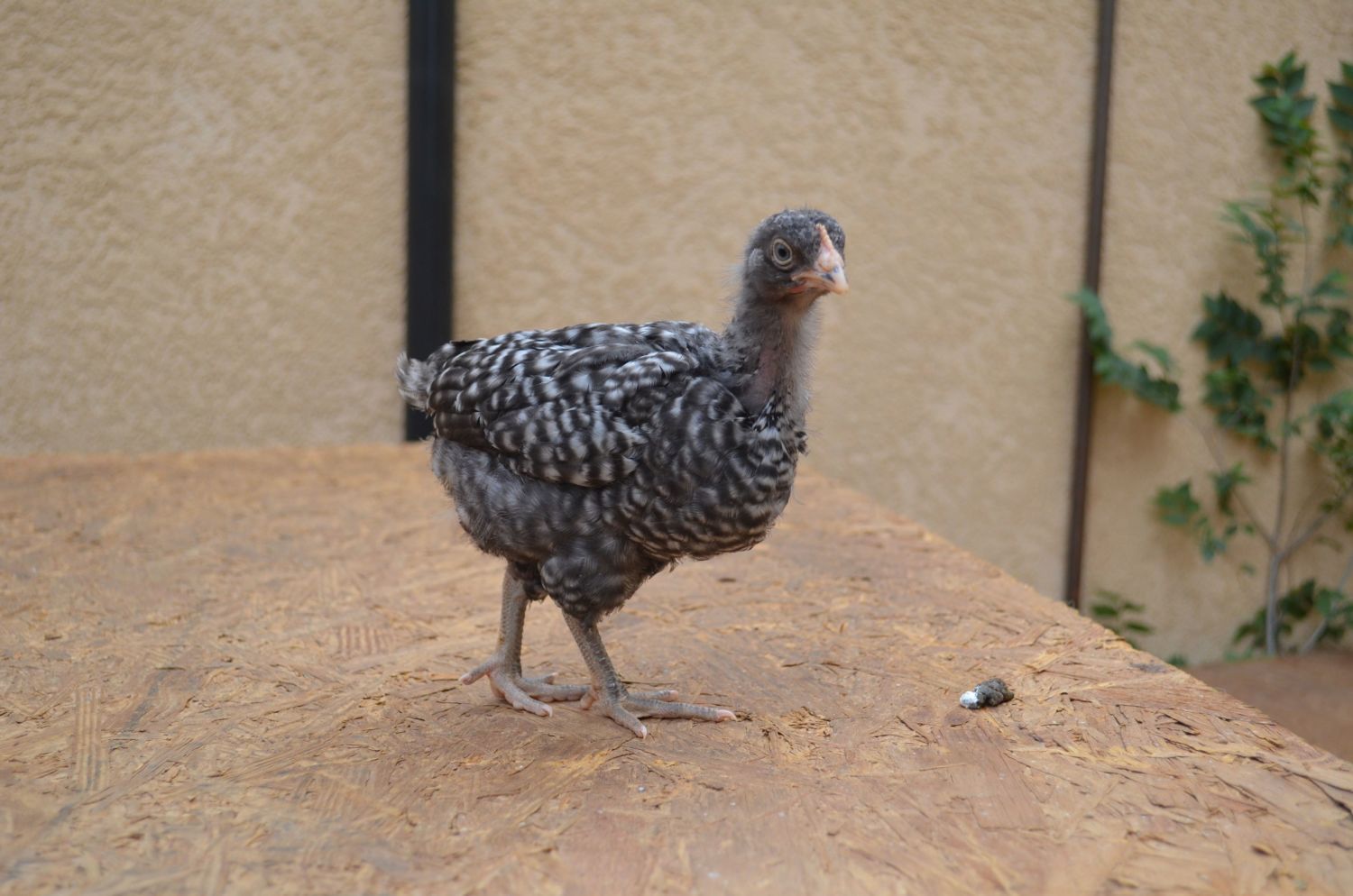 Barred Rock