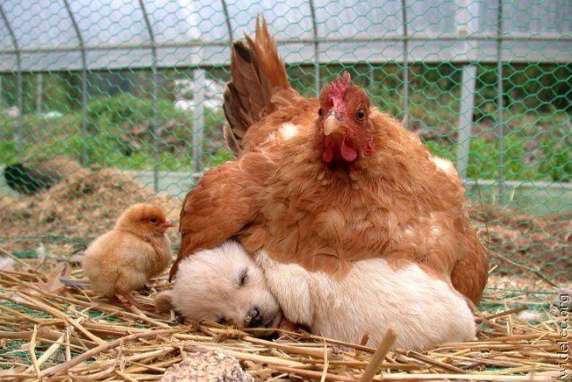 chicken-hatching-dog.jpg