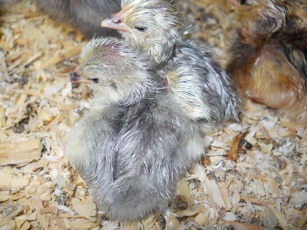 Partridge Cochin Bantam