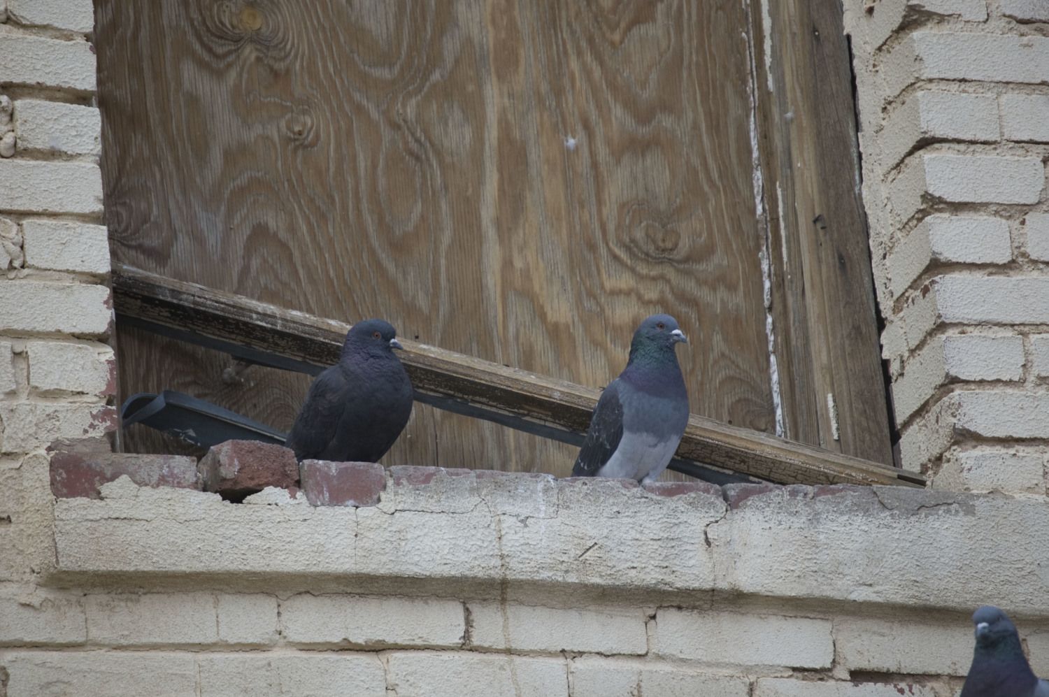 DSC_0006.JPG