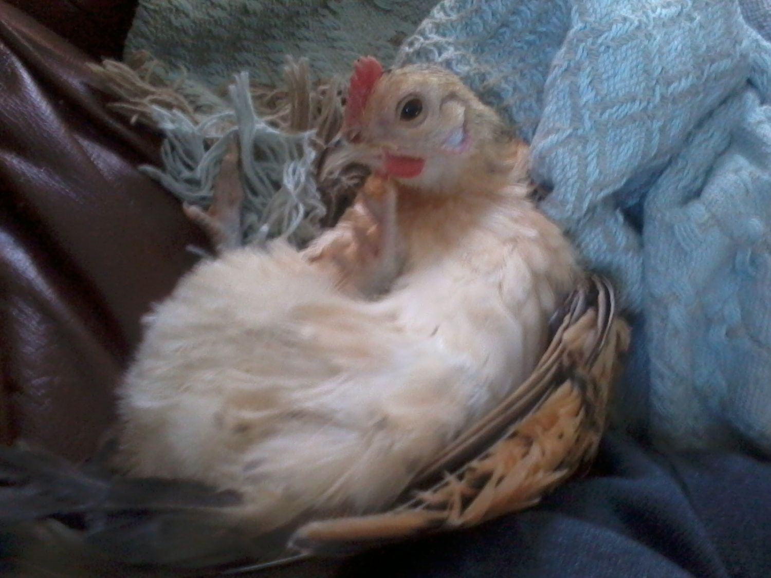 madwomn's photos in •Why Raise Chickens In Your Backyard? The Ignorant Gal's Guide to Bantams in your Yard