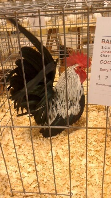 japanesebantam.jpg
