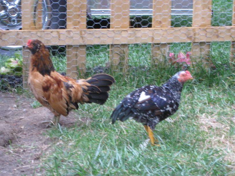 blurry prince charming and snow white 12 wks.JPG