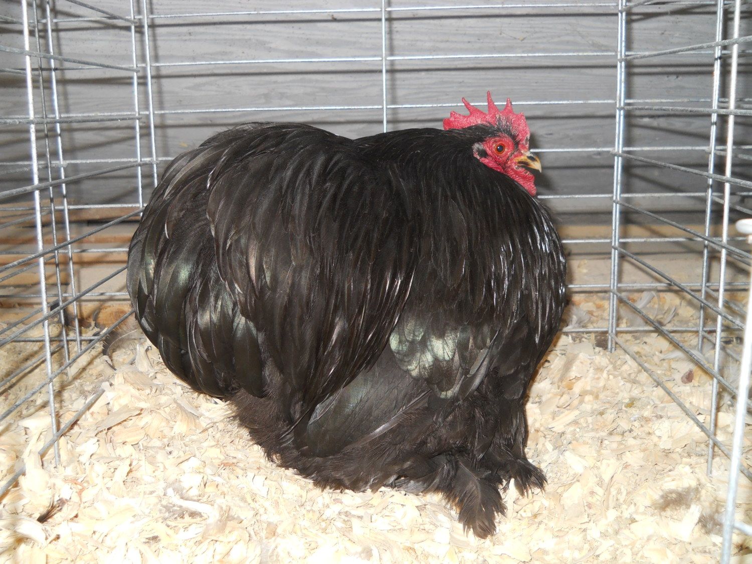 bantam cochins