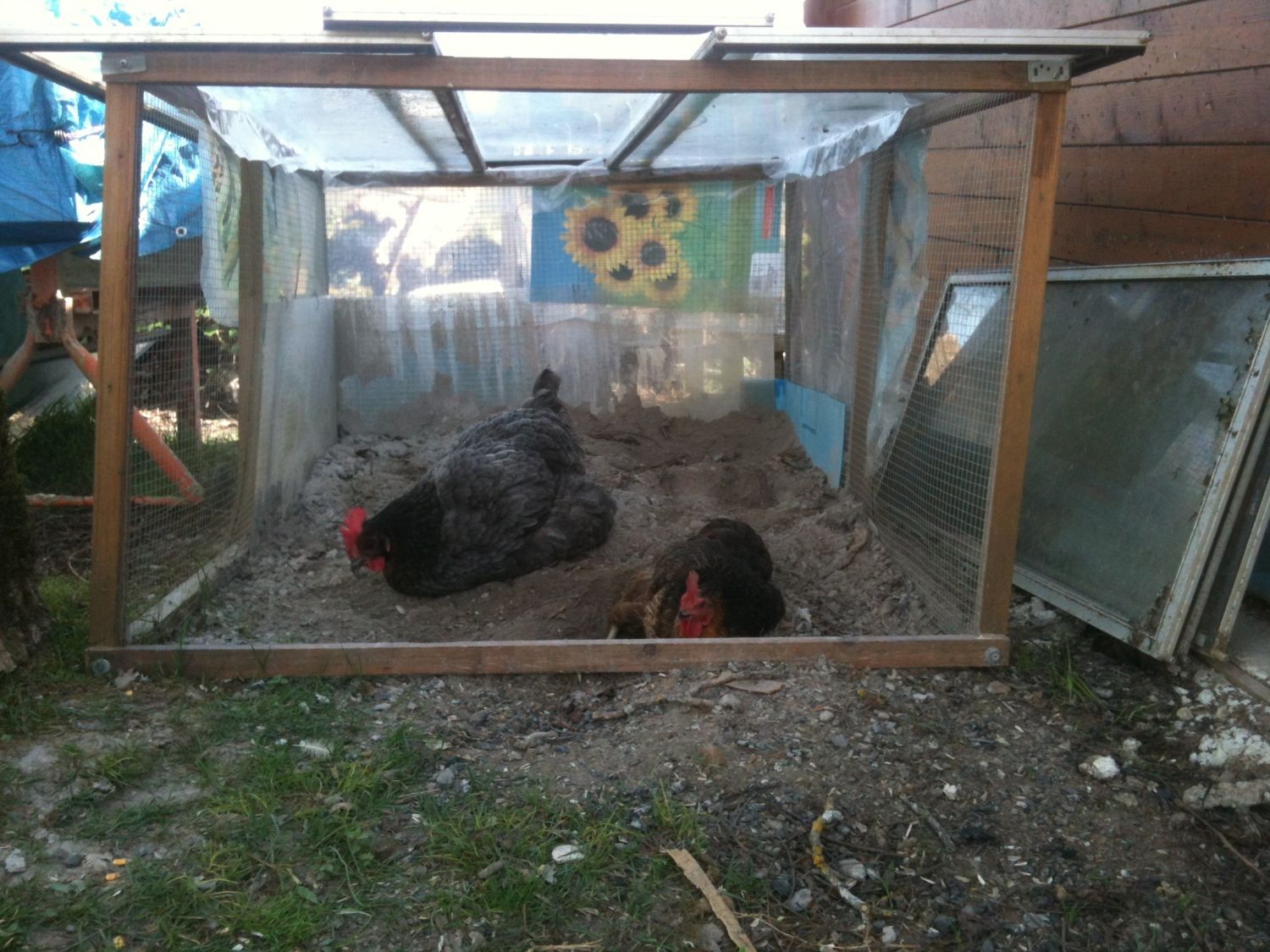 Dust bathing – why, where and how? Keeping your flock clean and happy.