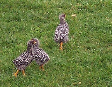NewMember Breeds Dominiques, looking for flock strengthening