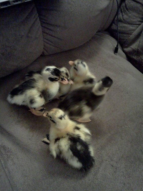 Baby Anconas.jpg
