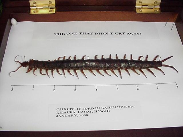 e8d84498_56136_big-centipede.jpeg