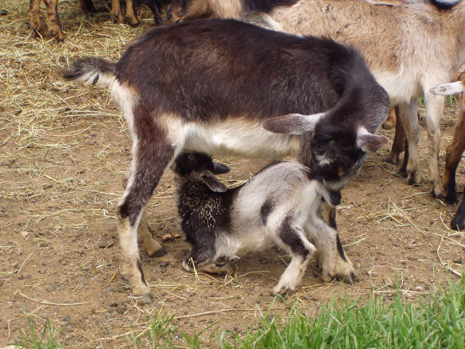 Miniature Nubian Goats California