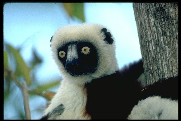 lemur cute