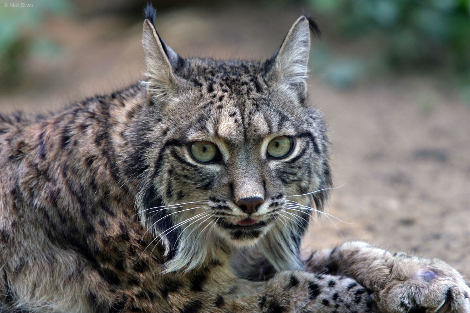 13_iberian_lynx.jpg