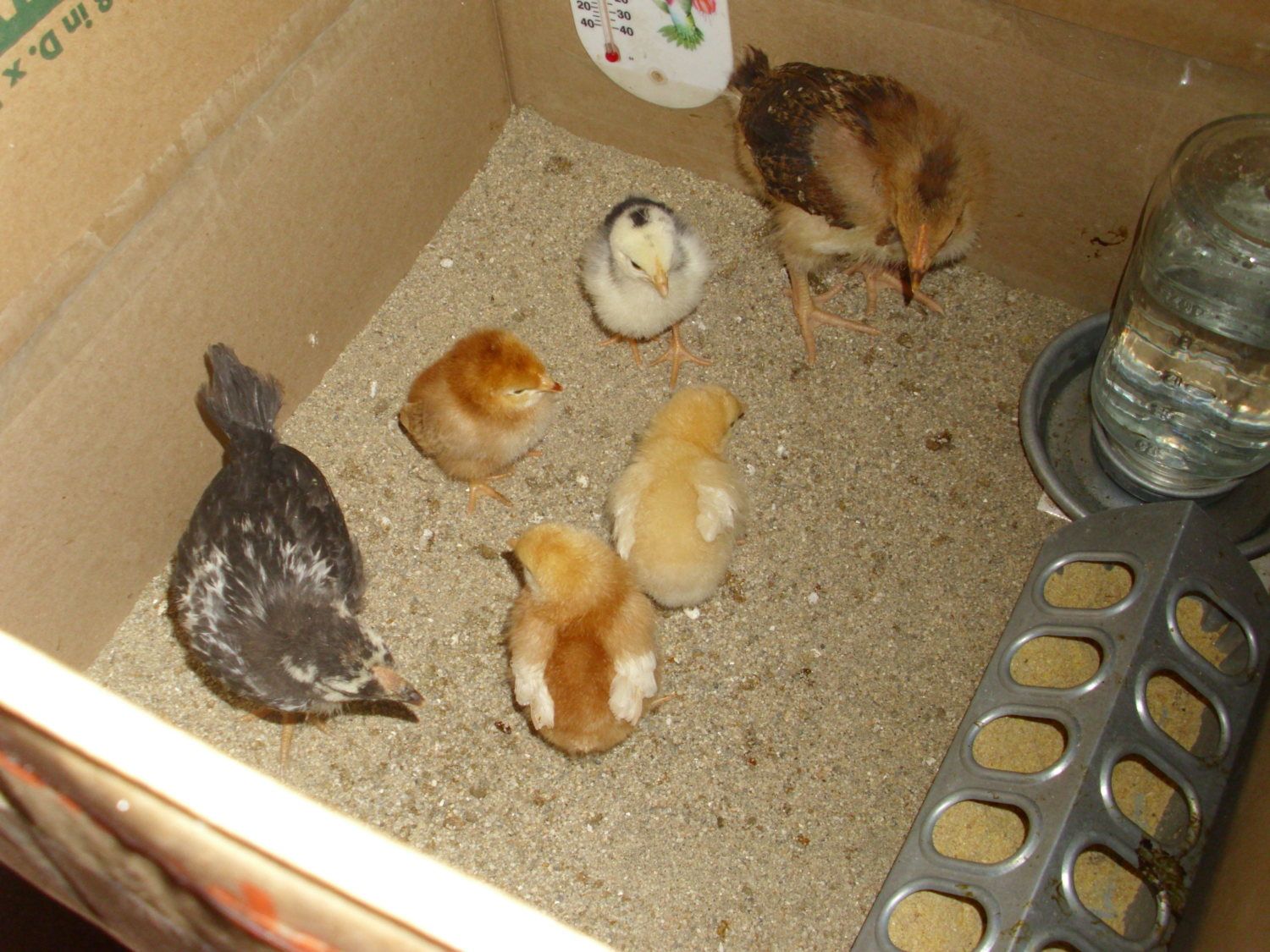 golden sussex chicken