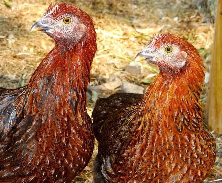 Red Shaver Chickens